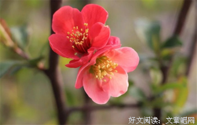 口罩捂不住的春天