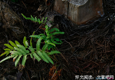 经典的······好词好句