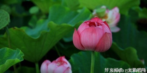 关于添麻烦的格言