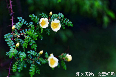 半是温柔半是风，一生从容一生花
