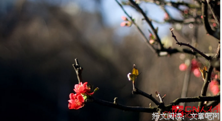 三生三世，十里桃花句子大全