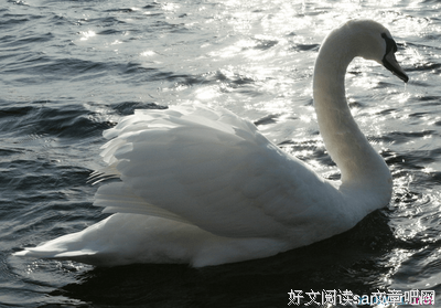 描写真相大白的经典句子