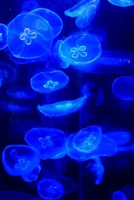 浮生物语