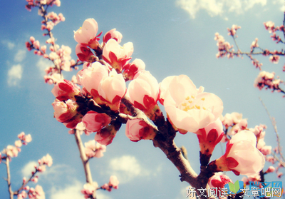 能没生能没如主十莲种许却可枝的优美句子
