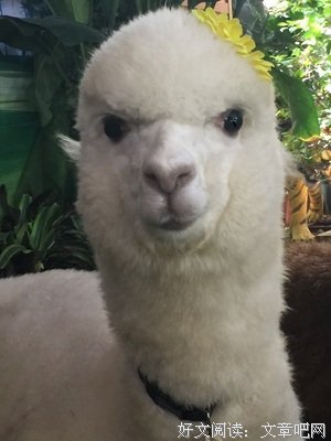 《《羊驼拉玛系列》（平装8册）》读后感摘抄