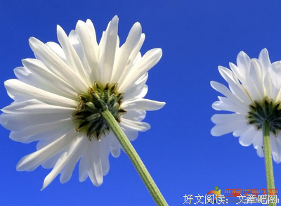 关于关于我爱你的优美句子
