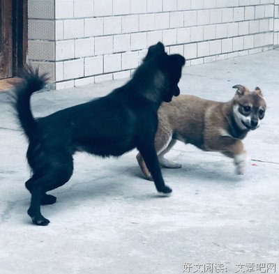 风子句子