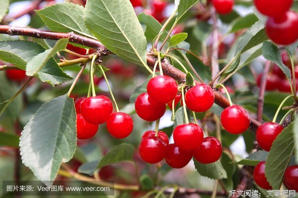 最全的星河蛋挞的名言名句