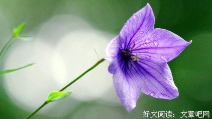 最新的《一朵桔梗花》好段摘抄