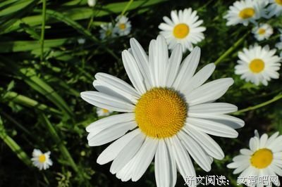 背诵的句子