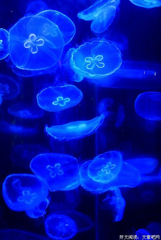 浮生物语