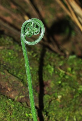 野草集句子