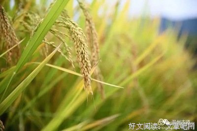 最全的《七月与安生》好段摘抄