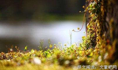 15条关于岁岁年年的经典语句
