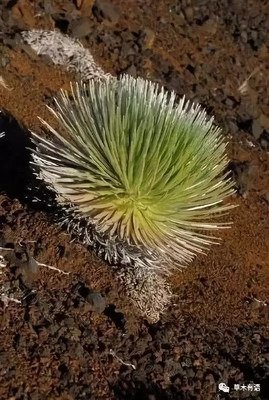 《檀岛花事》读后感精选