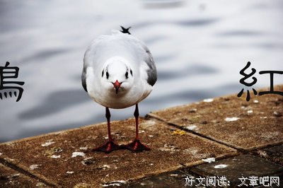 兀自成霜经典的句子