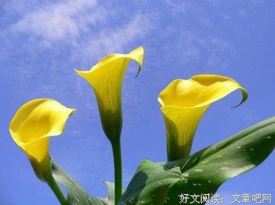 网络好词好句