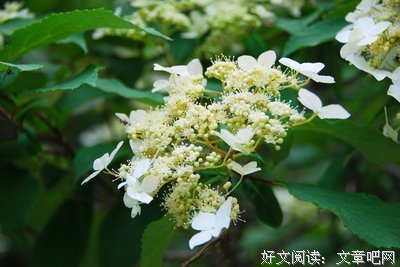 有关着她然只地小没长亭，浮生一梦。的句子