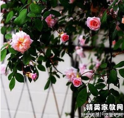 《澜本嫁衣》读后感1000字