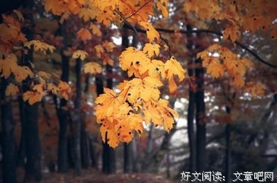什么是尊严？（写的真好）