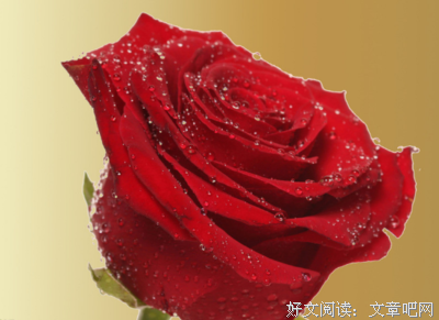 有关苏念名言警句