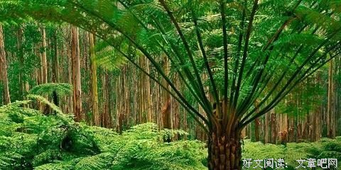他多情如霜经典名句