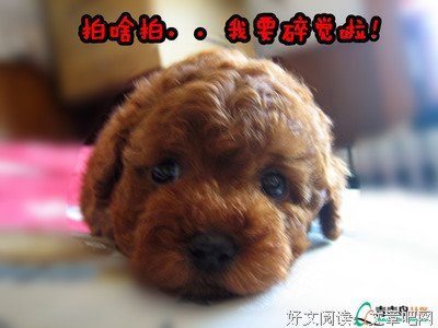 姜粑粑的句子