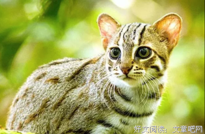 《大猫》影评100字
