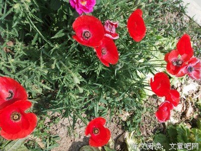 卿卿我我的名言_关于卿卿我我的名言