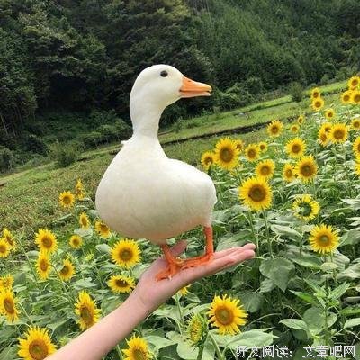 关于格调的优美句子
