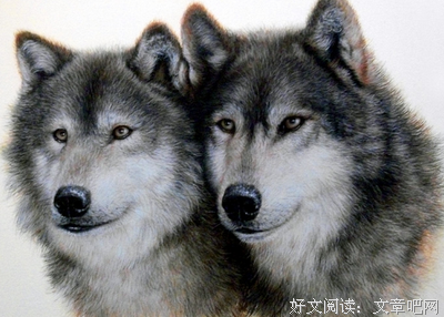 紫与黑的读后感大全