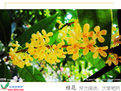 关于娇生惯养的名句摘抄