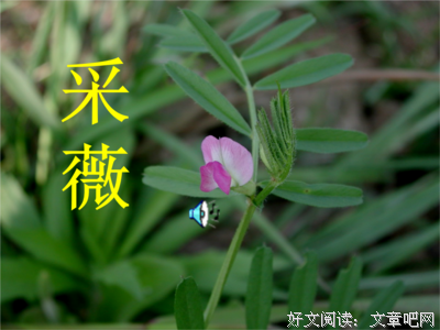 《薇》的句子