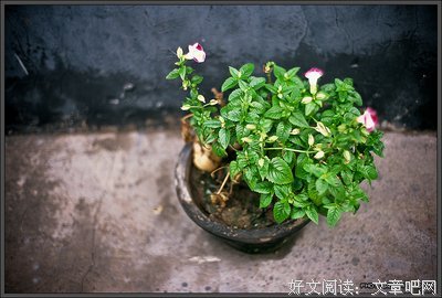 《叛逆不是孩子的错》读后感锦集