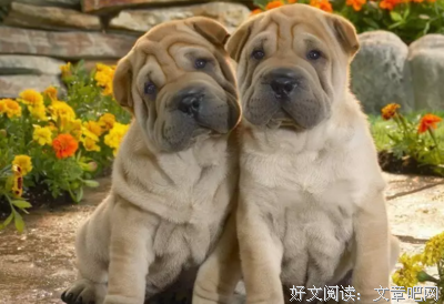 关于蝇营狗苟的名言