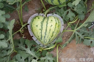 关于奇形怪状的格言