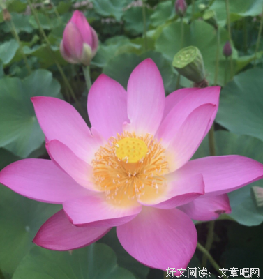 关于风过树梢的优美句子