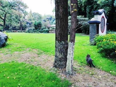 关于小众佳句的句子