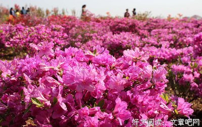 花与火的杀意读后感摘抄
