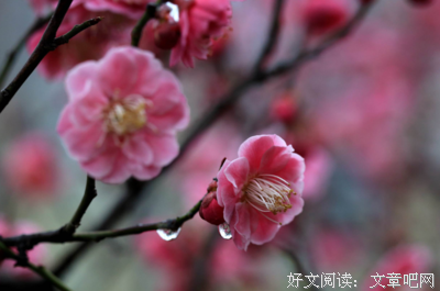 关于。的优美句子