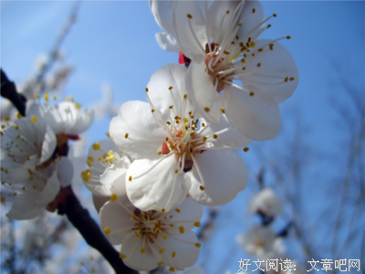 关于杏花疏影的优美句子