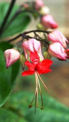 借问花语，夏日长卷谁解