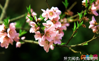 关于赞的句子