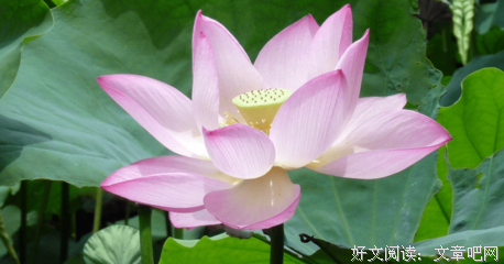 关于好词好句的优美句子