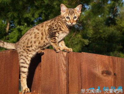这大概是世界上最讨厌猫的国家