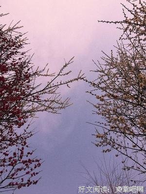 小说集的优美句子