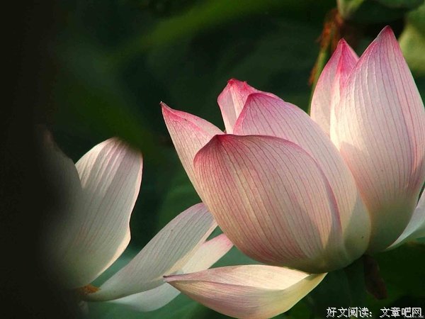 《淡☆染》的句子