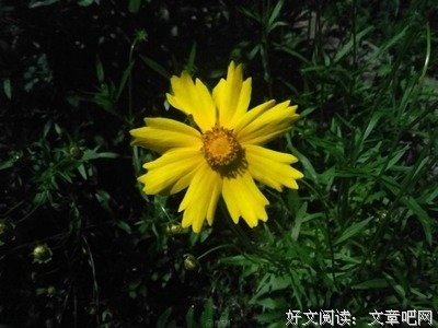 《给鸟儿的情书》经典观后感集