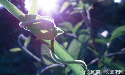 关于不顾一切的语句