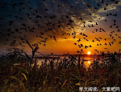 雁字不缺经典名句